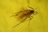 Seven Fossil Flies (Diptera) In Baltic Amber #150733-7